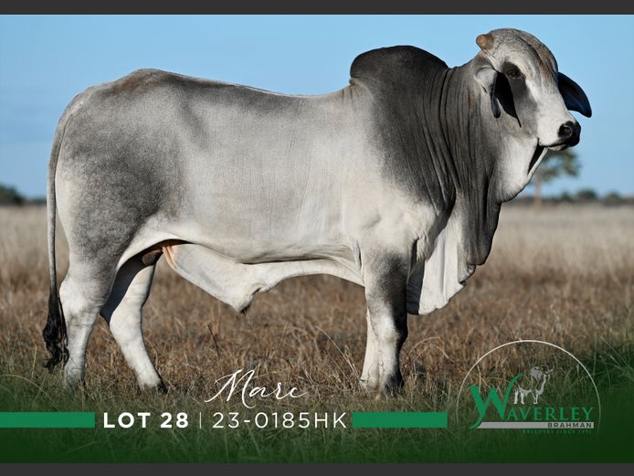 23-0185HK | WAVERLEY BRAHMAN