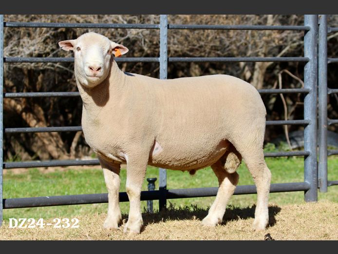 DZ 240232 | 2 STEYNS BOERDERY
