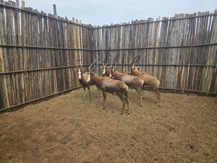 BLESBOK | ROLAND WARD