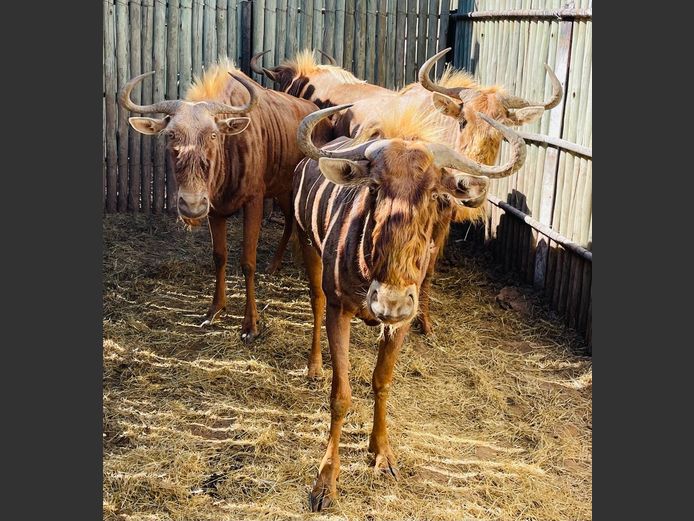 Goue Wildebees Koeie