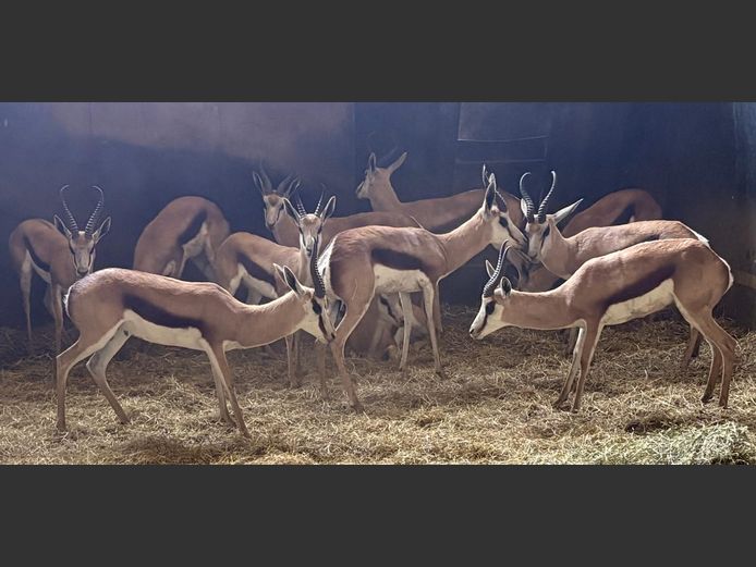 Springbok Ramme