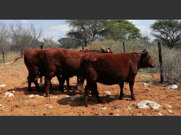 Commercial Animals | DENBOT BONSMARAS