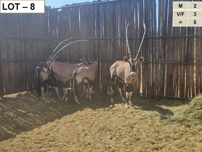 Gemsbok | GreaterKuduLand