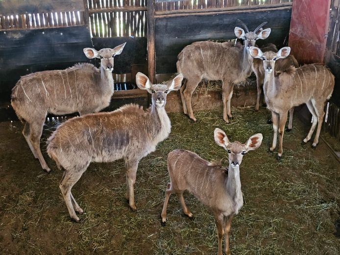 KUDU | BIRKEN VERVOER