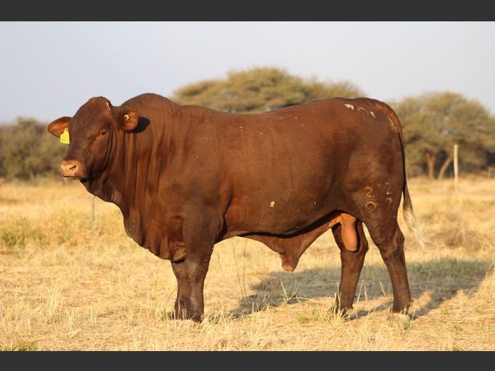 22-0007WOE | OBELIX SANTA GERTRUDIS