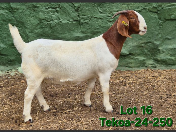 1673 240250 | Tekoa Boerbokstoet