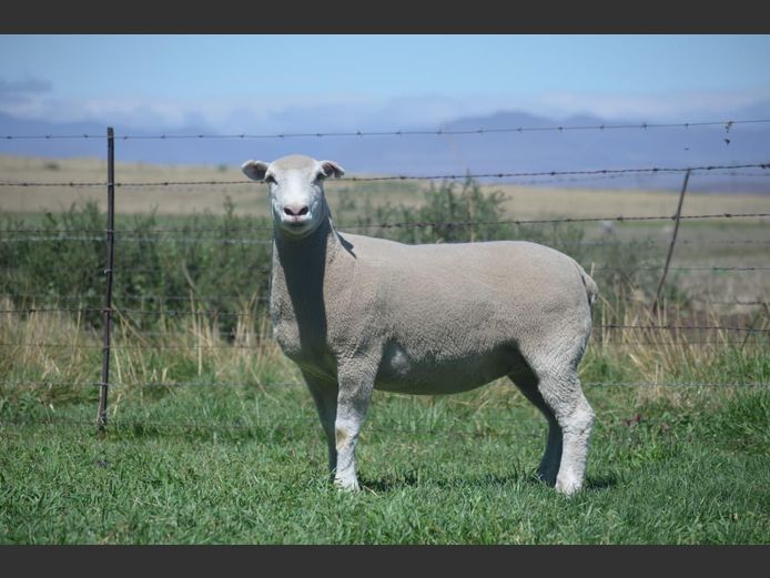 T 240514 | TWEE BROERS DORMER STOET