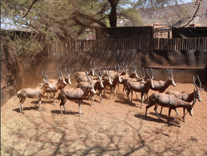 Blesbokke