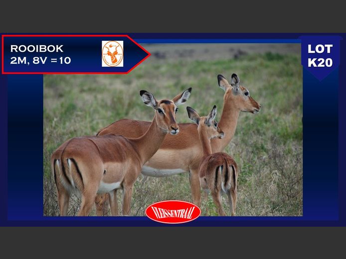ROOIBOKKE
