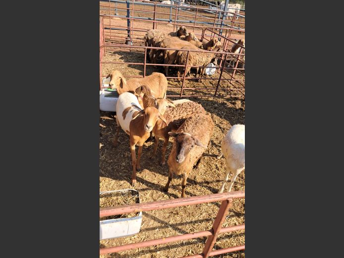 MEATMASTER | NAZARDI BOERDERY