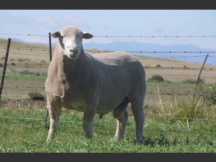 T 240016 | TWEE BROERS DORMER STOET