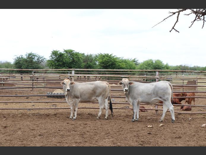 Commercial Animals | JP du Preez