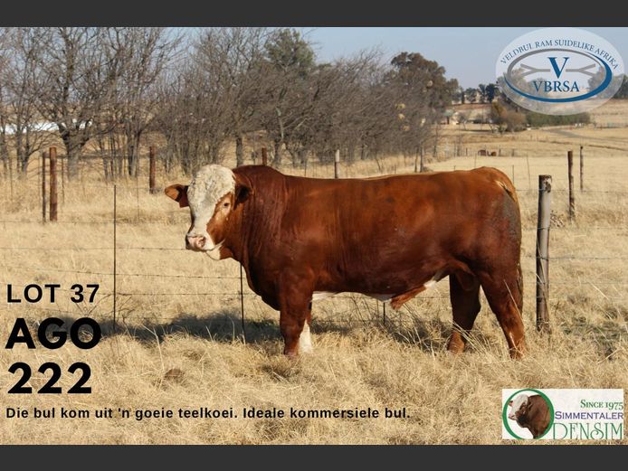 AGO222 | AG ODENDAAL