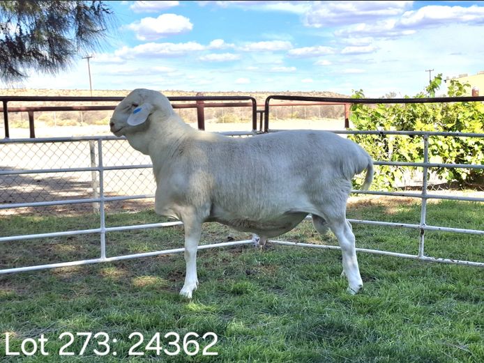 24362 | Pieter Wiese