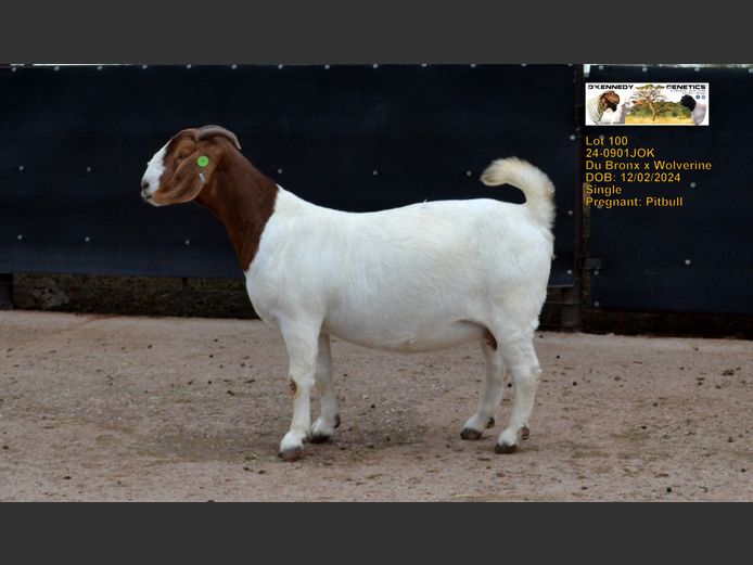 24-0901 JOK | O'KENNEDY GENETICS