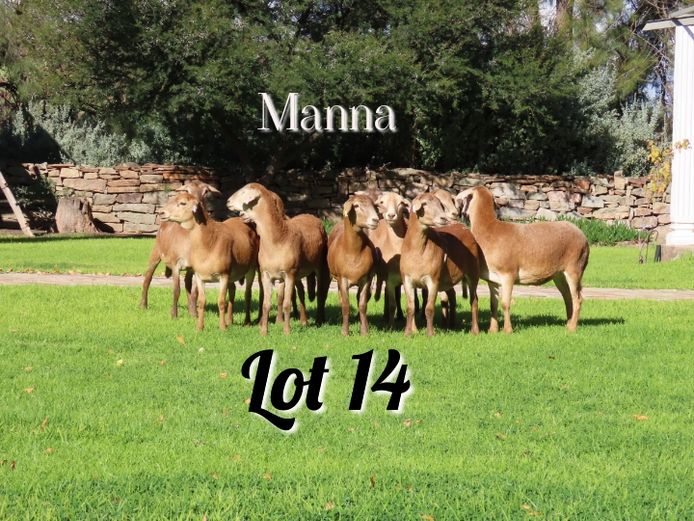 Ewes | Manna