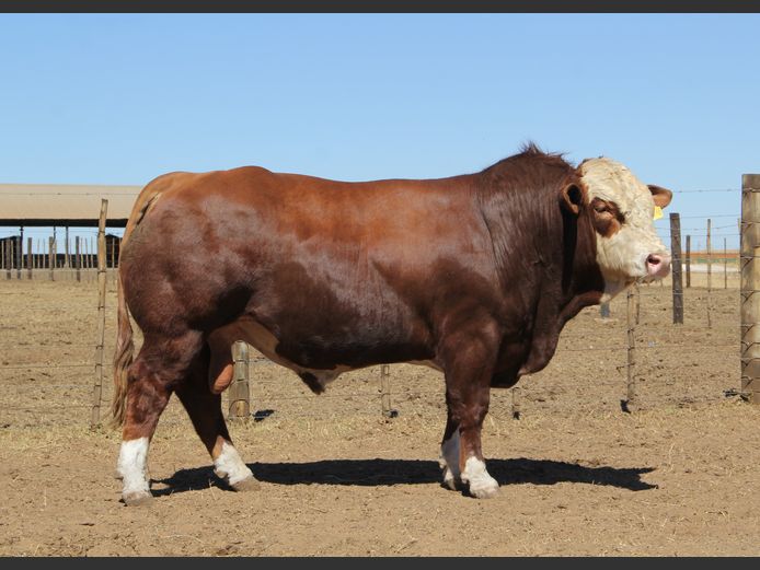 JH2268 | JH VAN BILJON