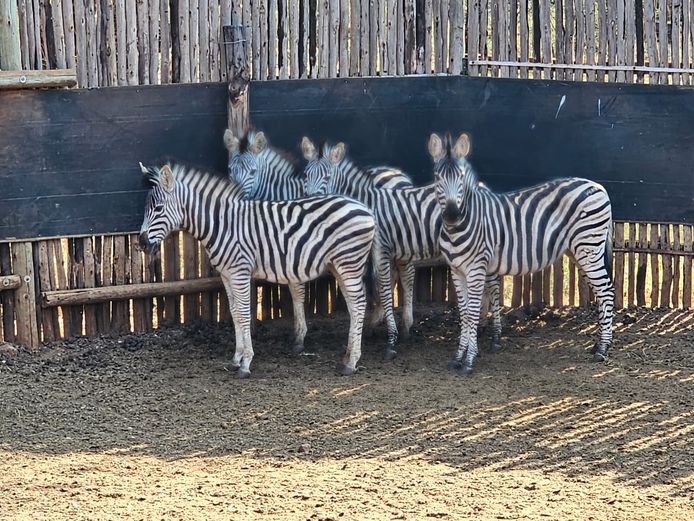 ZEBRA | VS BDY