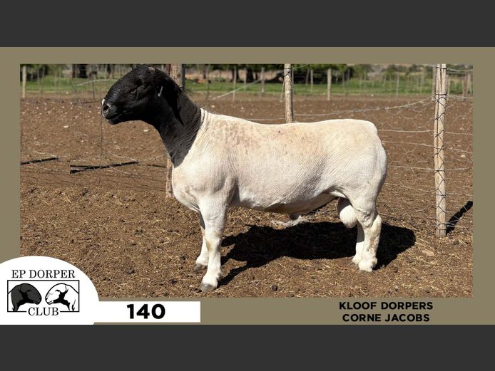 140  |  CORNE JACOBS - KLOOF DORPERS