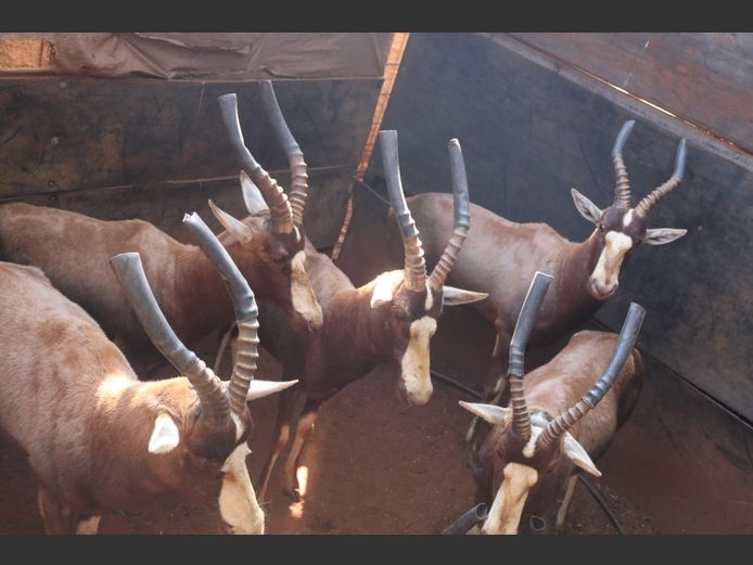Blesbok Skietram