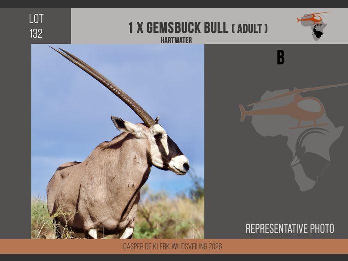 Gemsbuck