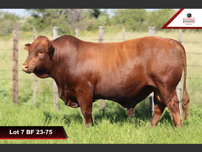 BF 230075 | BUCKRIDGE BONSMARAS