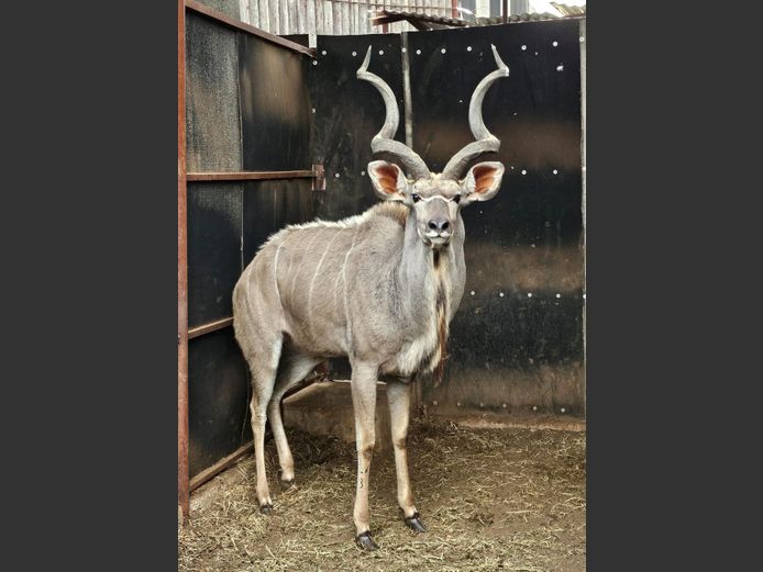 KUDU | MABALINGWE