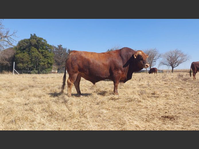 ZM206B | ZIMEYER BOERDERY 