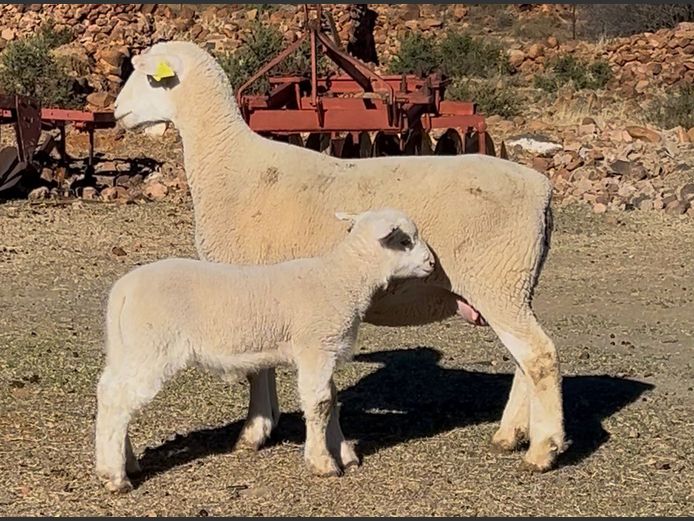 Commercial Animals | HEYMAN DORMERS