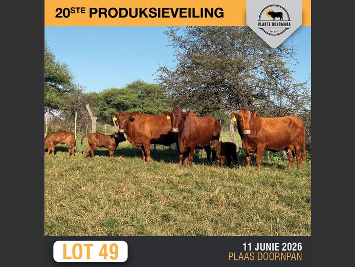 Commercial Animals | RENOSTERFONTEIN Bdy