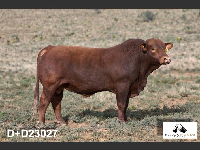 D+D23027 | DONIAN KO