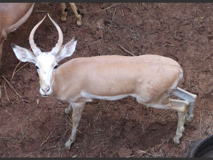 White Flank Knypkop