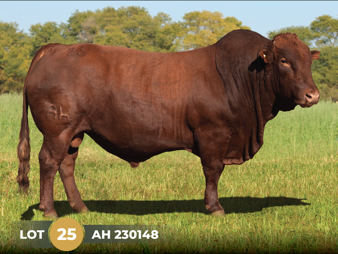 AH  230148 | BOSCHOEK BONSMARAS