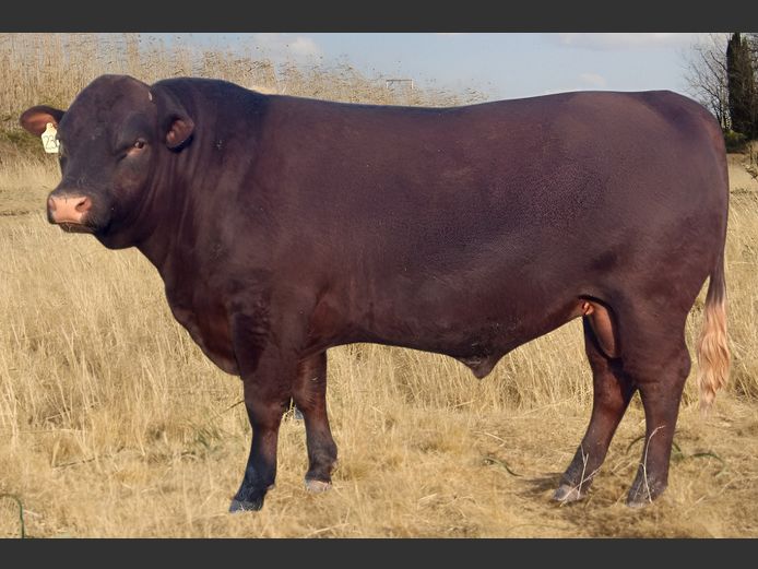 JHB 230001 | HENIQUE SUSSEX STOET