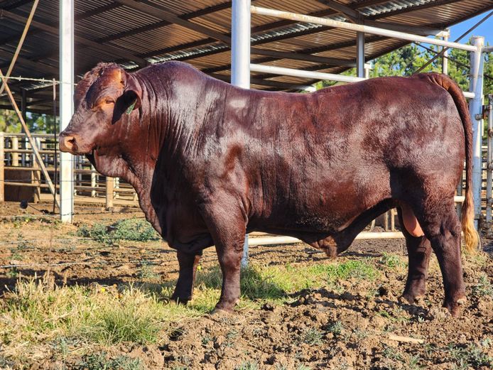 JO 220265 | J.J. ODENDAAL