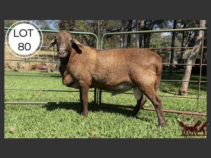Ram | Belofte Meatmasters