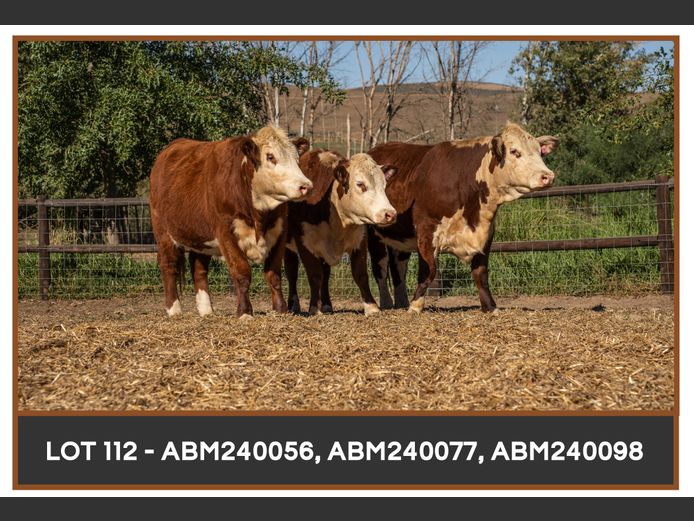Commercial Animals