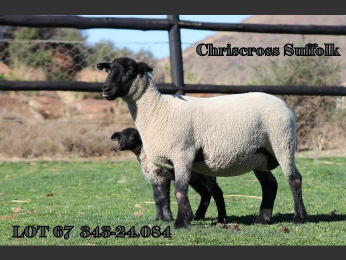 343 240084 | CHRISCROSS SUFFOLKS