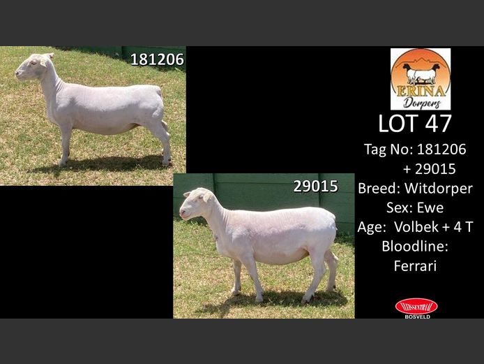 Ewes | ERINA WITDORPERS