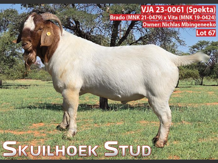 VJA 23-0061 (Spektra) | NICHLAS MBINGENEEKO 