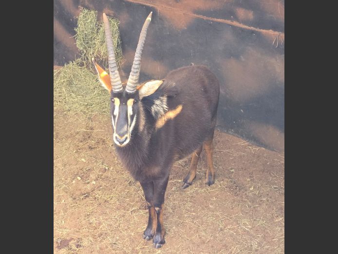 SABLE
