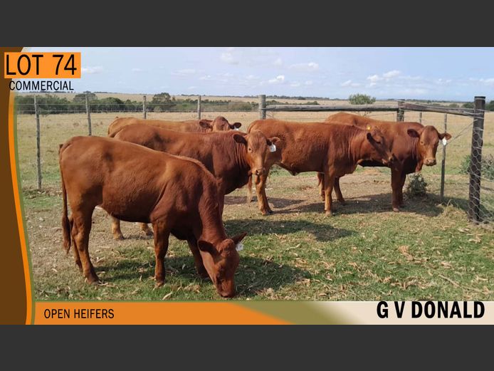 Commercial Animals | G.V.DONALD