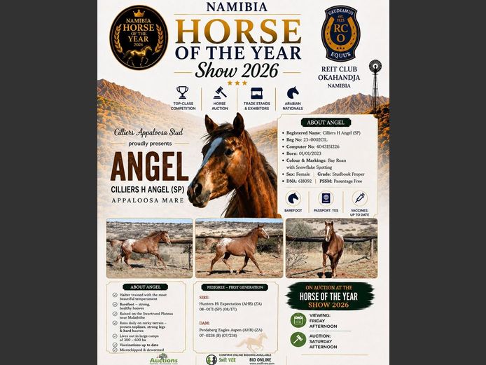 Cilliers Boerdery for Cilliers Appaloosa Stud | HORSE OF THE YEAR AUCTION