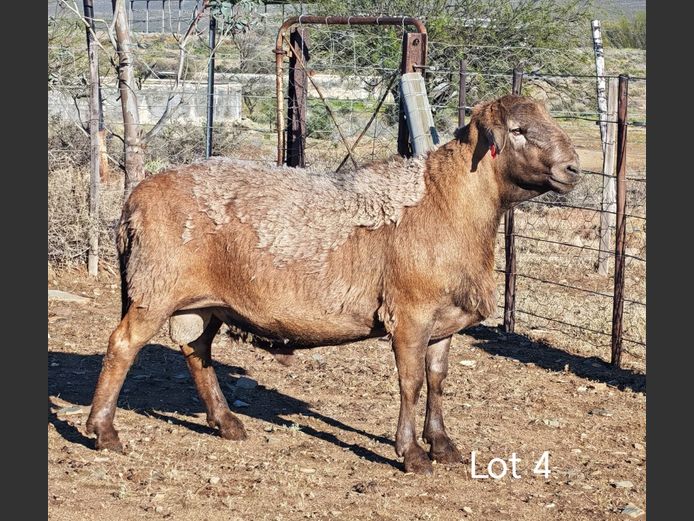 WS243692 | WILGERBOOM BOERDERY