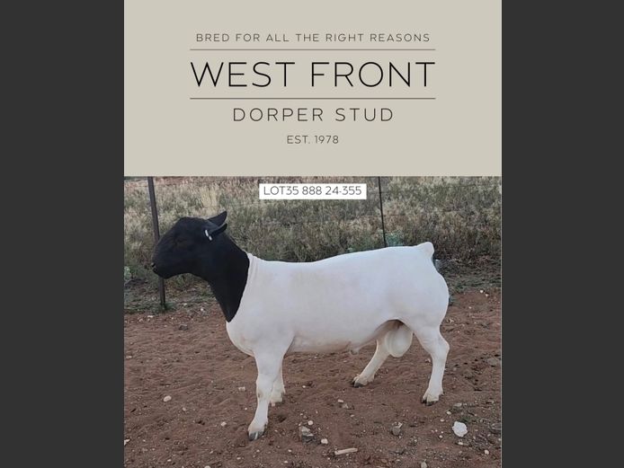 888 24 0355 | West Front Dorpers