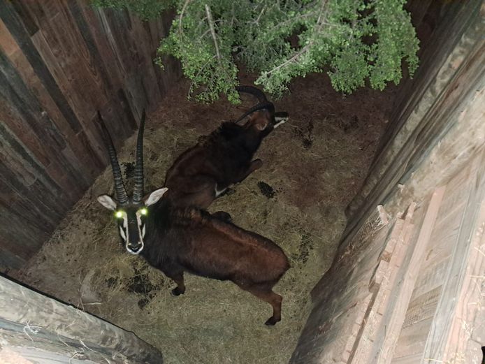 Sable Bulls | Casper De Klerk Wilddienste