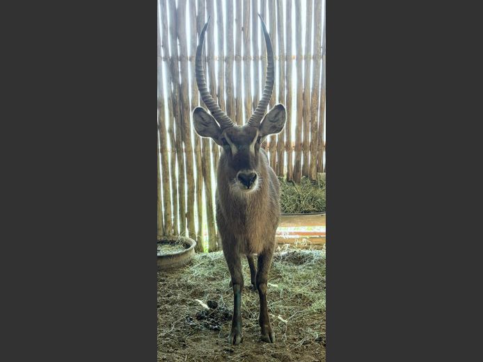 Waterbok Bul