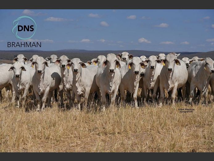 Commercial Animals | DNS BRAHMAN