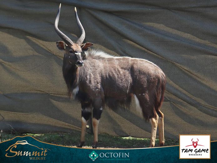 24"+ NYALA BULL