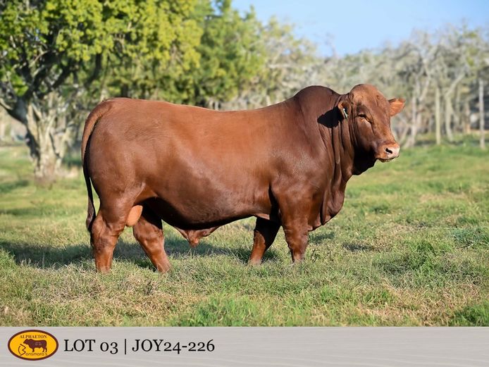 JOY240226 | FETTING LIVESTOCK TRUST